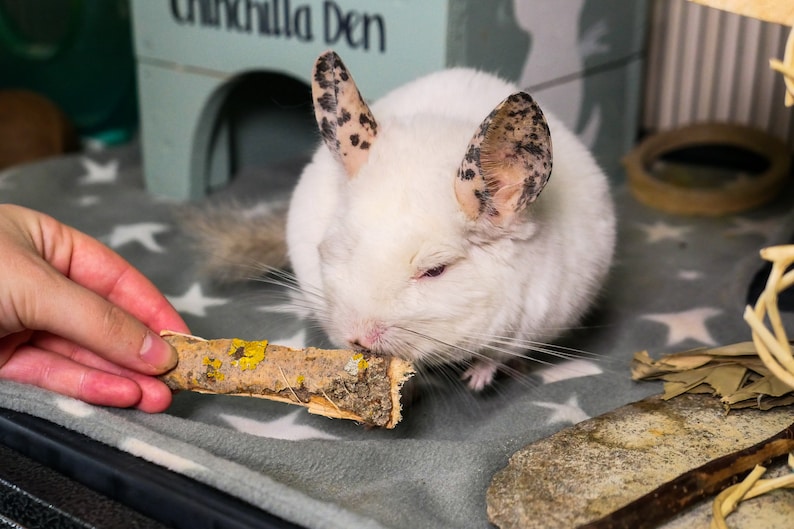 Bunny Forage Willow Bark Natural Forage for Rabbits Etsy UK