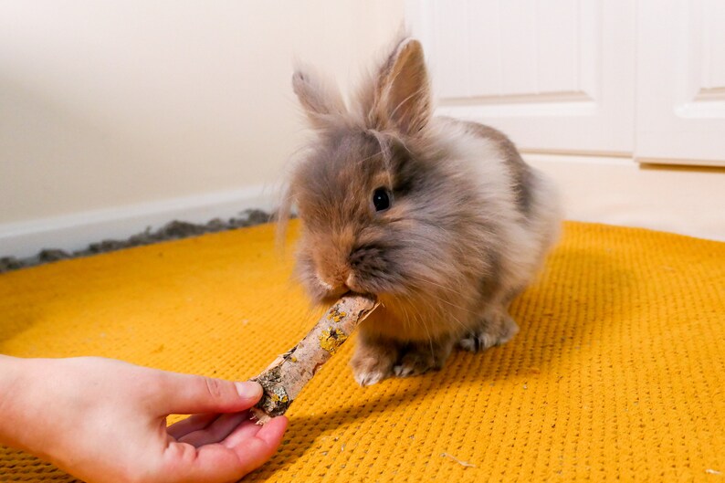 Bunny Forage Willow Bark Natural Forage for Rabbits Etsy UK