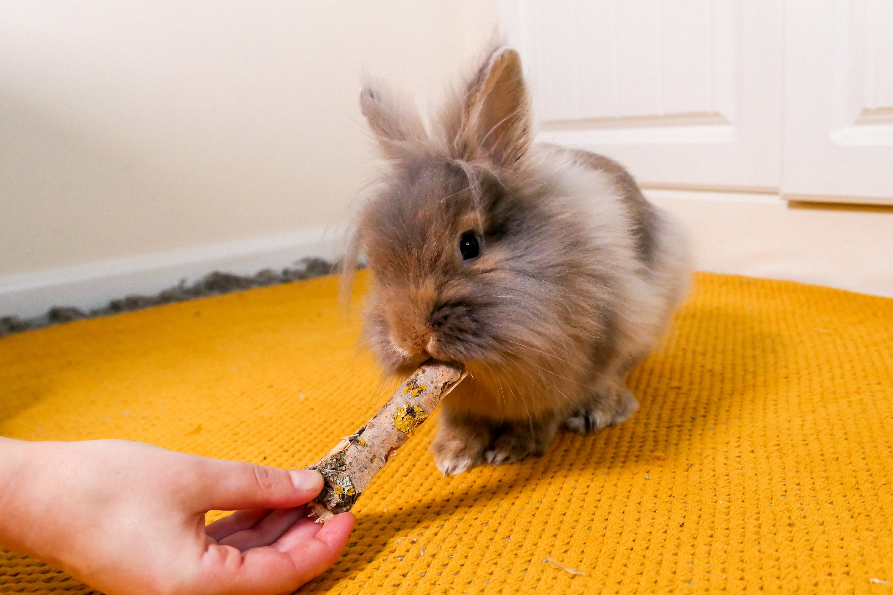 Bunny Forage Willow Bark Natural Forage for Rabbits - Etsy UK
