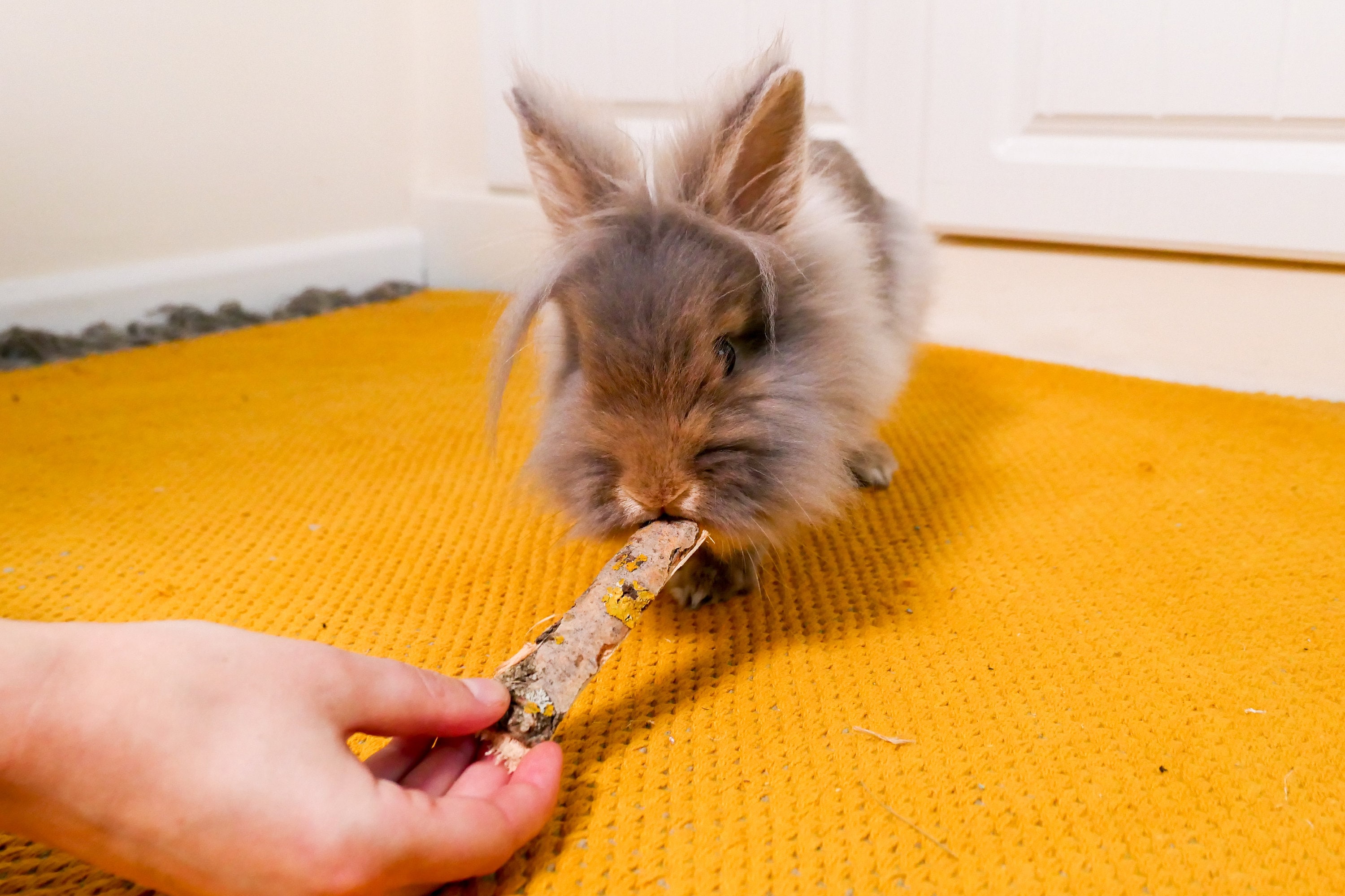 Bunny Forage Willow Bark Natural Forage for Rabbits - Etsy UK