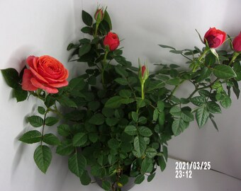 Mini Rose Mini House Miniature Potted Plante en Pot Mod/èle Jouet Maison Jardin Fleur Rose D/écor Accessoire DIY Props Rouge