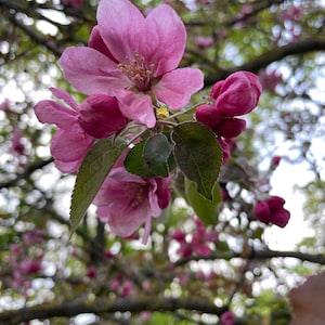 May include: Close-up of pink blossoms with green leaves and buds. The flowers have multiple petals and yellow stamens. The background is blurred, showing tree branches and foliage.