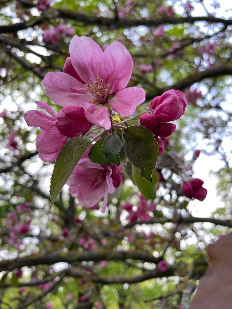 May include: Close-up of pink blossoms with green leaves and buds. The flowers have multiple petals and yellow stamens. The background is blurred, showing tree branches and foliage.