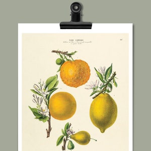 May include: Vintage botanical illustration of oranges and lemons. The image features three citrus fruits with green leaves and white flowers. The text "LES ORANGES ET LIMONS CITRON" is printed at the bottom of the image.