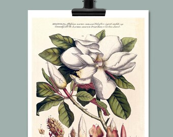 Poster teaching board plants magnolia, flowers, blossom, vintage print, botanical drawing, DIN A4/A3, illustration, graphic, decorative wall decoration