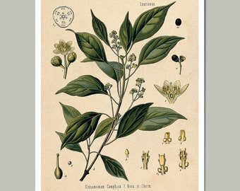 Poster teaching board plants, vintage print, botanical drawing, DIN A4/A3/A2, illustration, graphic, decorative wall decoration, antique