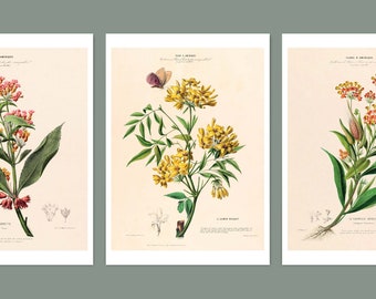 Posterset flowers, 3 pictures, plants, botanical drawings, DIN A4/A3, vintage, decorative teaching boards, illustration, graphics, wall decoration
