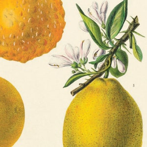 May include: A botanical illustration of a citrus tree branch with white flowers and two yellow citrus fruits. The fruit on the left is round and the fruit on the right is pear-shaped.