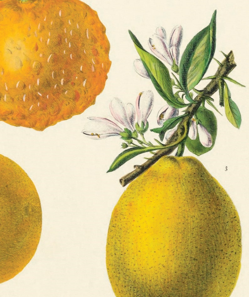 May include: A botanical illustration of a citrus tree branch with white flowers and two yellow citrus fruits. The fruit on the left is round and the fruit on the right is pear-shaped.