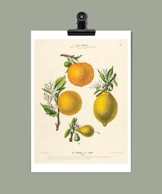 Poster Orange & Zitrone, botanische Zeichnung, DIN A4/A3, Illustration, Kunstdruck, Grafik, Zitrusfrücte, Wanddeko, antik, Pflanzen