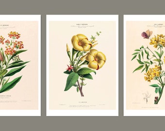 Poster set flowers 2, 3 pictures, plants, botanical drawings, DIN A4/A3, vintage, decorative teaching boards, illustration, graphics, wall decoration