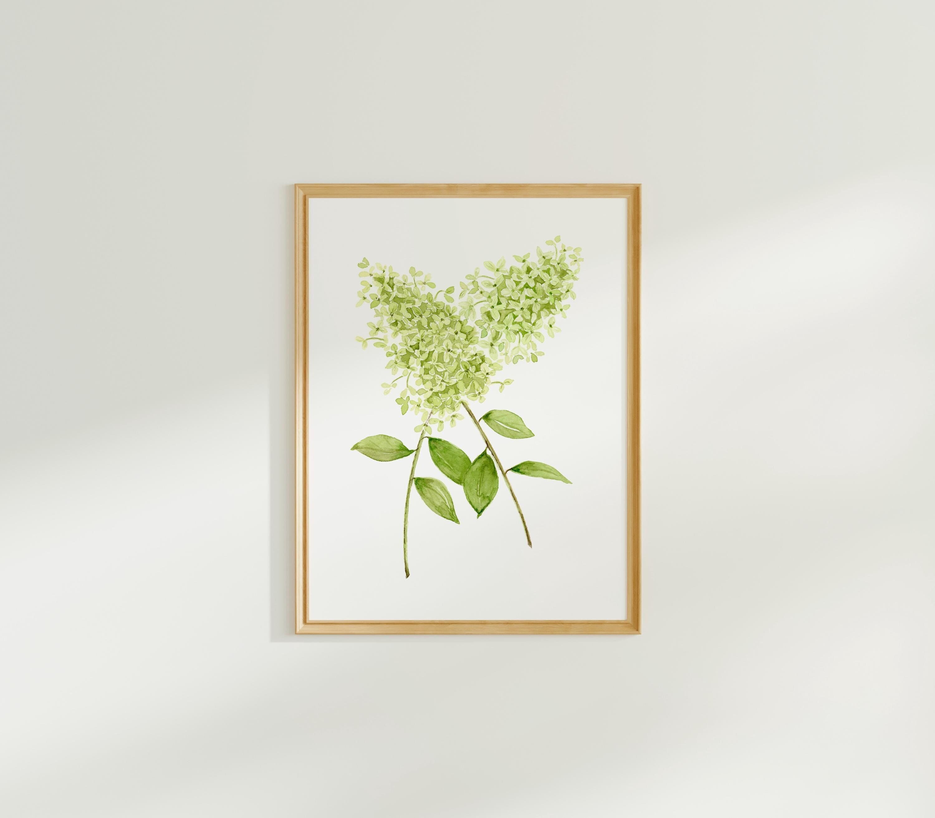 Green Hydrangea Watercolor Print, Lime Hydrangea, Hydrangea Wall Art, Hydrangea Watercolor, Mother's Day print, Floral Botanical Wall Art