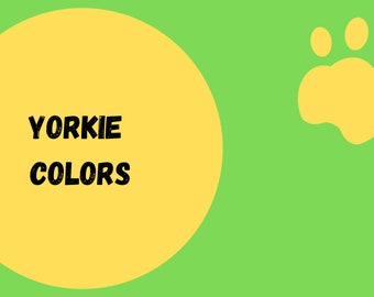 Yorkie Colors-Chocolate-Parti-Blonde-Sable-Merle-Breeder-Knowledge