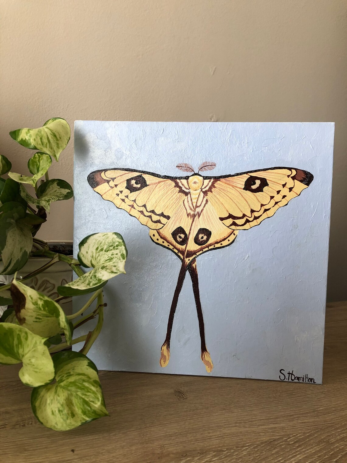 Original Moth Painting Acrylic Moth Painting Madagascan Moon Etsy