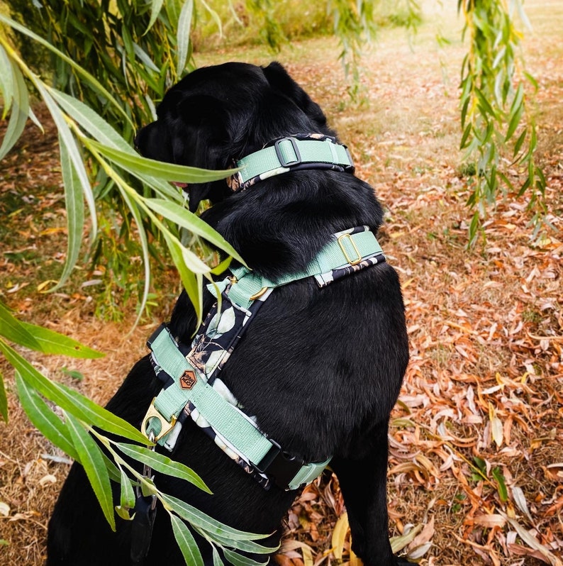 May include: A black Labrador Retriever wearing a green and black floral dog harness with a matching collar. The dog is standing in a grassy area with fallen leaves.