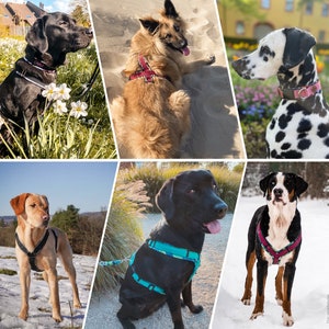 May include: A collage of six different dogs wearing various harnesses. The dogs are a black Labrador Retriever, a golden retriever, a Dalmatian, a yellow Labrador Retriever, a black Labrador Retriever, and a Bernese Mountain Dog. The harnesses are all different colors and patterns.