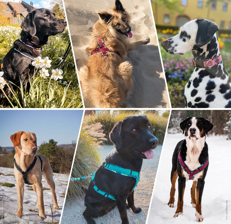 May include: A collage of six different dogs wearing various harnesses. The dogs are a black Labrador Retriever, a golden retriever, a Dalmatian, a yellow Labrador Retriever, a black Labrador Retriever, and a Bernese Mountain Dog. The harnesses are all different colors and patterns.