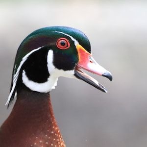 Wood duck (8x10)