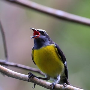 Bananaquit, USVI (8x10)