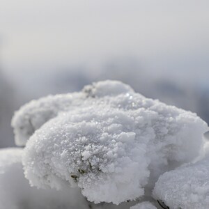 Frozen krummholz, Panther Mountain (8x10)