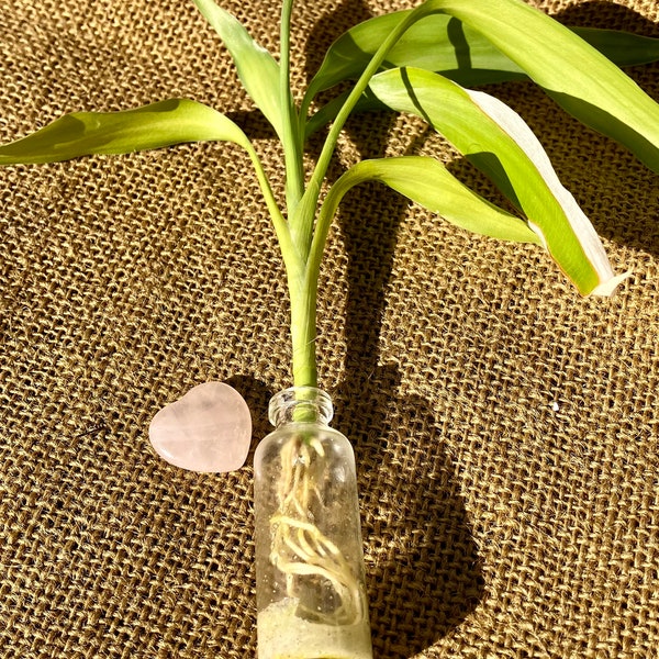 Rooted Bamboo with Rose Quartz Heart