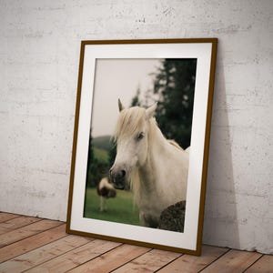 White Dartmoor Pony Print – Bellever Forest Wildlife Photography, Devon Wall Art, Moody Nature Photo, Horse Lover Gift, Rural UK Fine Art