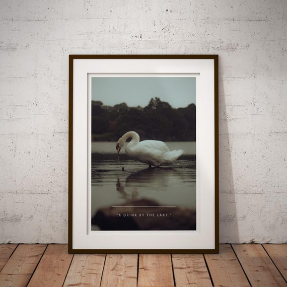 モノクロ写真作品「白鳥」A3サイズ アート インテリアAmazon.co.jp
