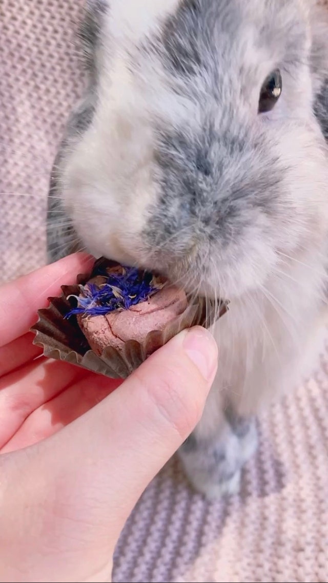 PlumLottaBunBoutique - Etsy