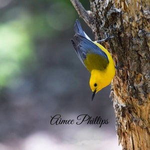 Warbler Serie Blanko Grußkarten