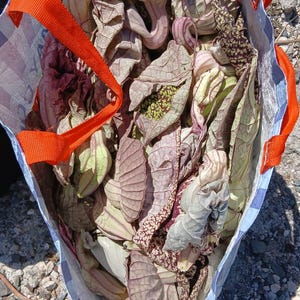 Könnte beinhalten: Eine Einkaufstasche mit orangefarbenen Griffen, gefüllt mit verschiedenen Pflanzen. Die Pflanzen weisen eine Mischung aus Farben auf, darunter Lila, Grün und Creme. Die Tasche hat weiß-blaue Streifen.