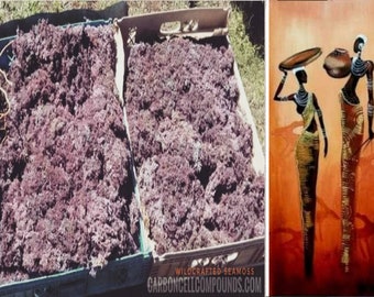 May include: Two large plastic crates filled with dried purple seaweed. The crates are sitting on a grassy surface. The text "WILDCRAFTED SEAMOSS CARBONCELLCOMPOUNDS.COM" is printed on the bottom of the image.