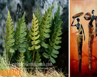 KALAWALLA (Origin. Caribbean Mountains) - | - Next Wild-Pick-March 2024 - | -  .FREE Shipping Applies
