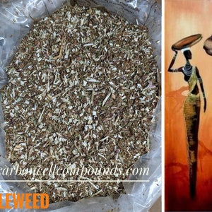 BUGLEWEED (Country Origin. North Americas) | -FREE Shipping Applies