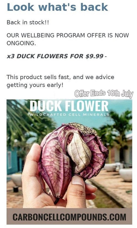 Duck flower From Honduras (Aristolochia Grandiflora) – The King Herbs of  Life