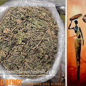 BLOODBERRY BUSH  (Country of Origin. Jamaica) | -FREE Shipping Applies