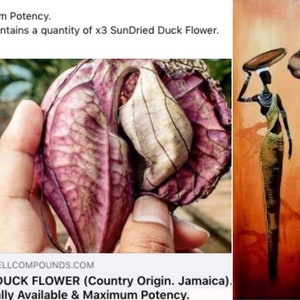 Duck flower || Contribo || Aristolochia grandiflora || The pelican flower  || [1 flower] -Retail