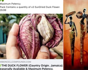 x2 DUCK FLOWERS (Aristolochia Grandiflora) - | - @ Only 9 US Dollars each - (6.69 Uk Pounds)- | - On our Wellbeing Outreach Program - |