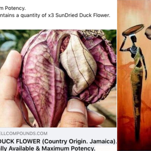 x2 DUCK FLOWERS (Aristolochia Grandiflora) - | - @ Only 9 US Dollars each - (6.69 Uk Pounds)- | - On our Wellbeing Outreach Program - |