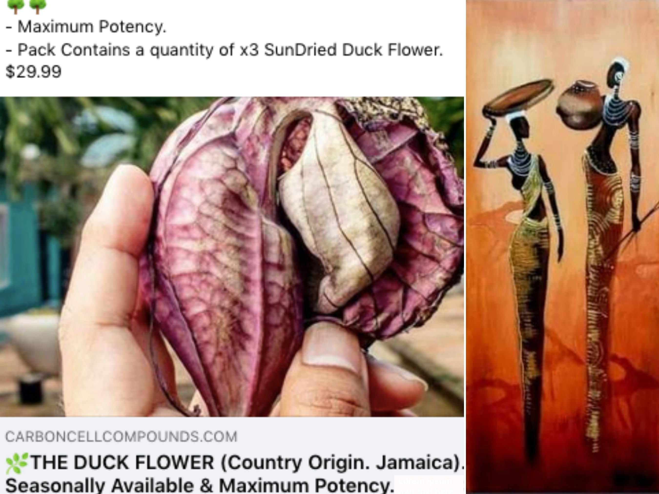 Jamaican Duck Flower – Soulfulherbsandspices
