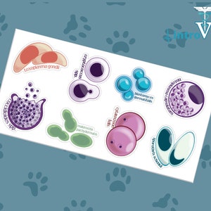 Fungi Sticker Sheet-Set of 8,Fungi Cytology,Fungi Stickers,Pathology Stickers,Veterinary Pathology,Vet Med Stickers,Vet Student Stickers,Vet