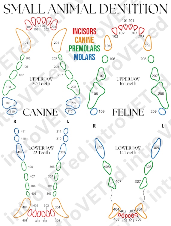 Tooth Animal Sorting Animal Teeth Diagram