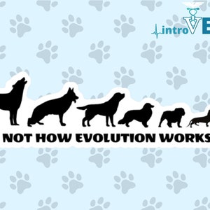 May include: A humorous illustration of a wolf, German Shepherd, Labrador Retriever, Shetland Sheepdog, Bulldog, Dachshund, and Chihuahua, with the text "NOT HOW EVOLUTION WORKS".