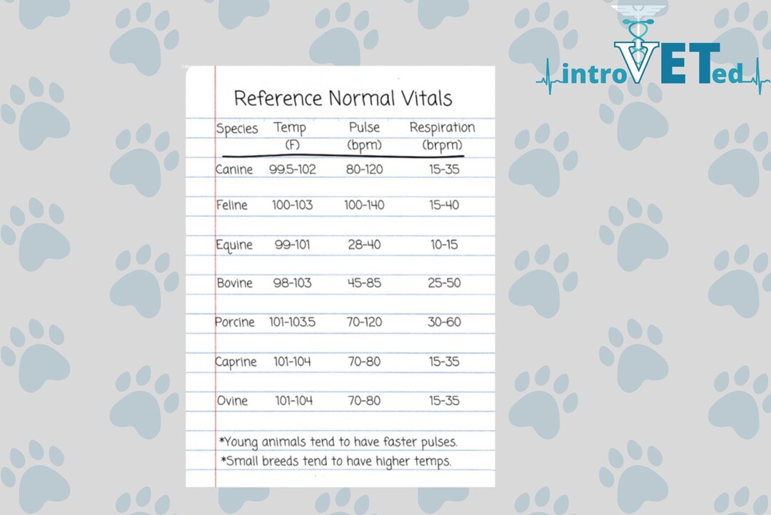 Vet School Sticker, Vet School Notes Sticker, Vet School Study Guide