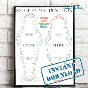 Dentición de animales pequeños imprimible, descarga digital de dentición de animales pequeños, cuadro dental canino, cuadro dental felino, técnico veterinario imprimible, arte veterinario
