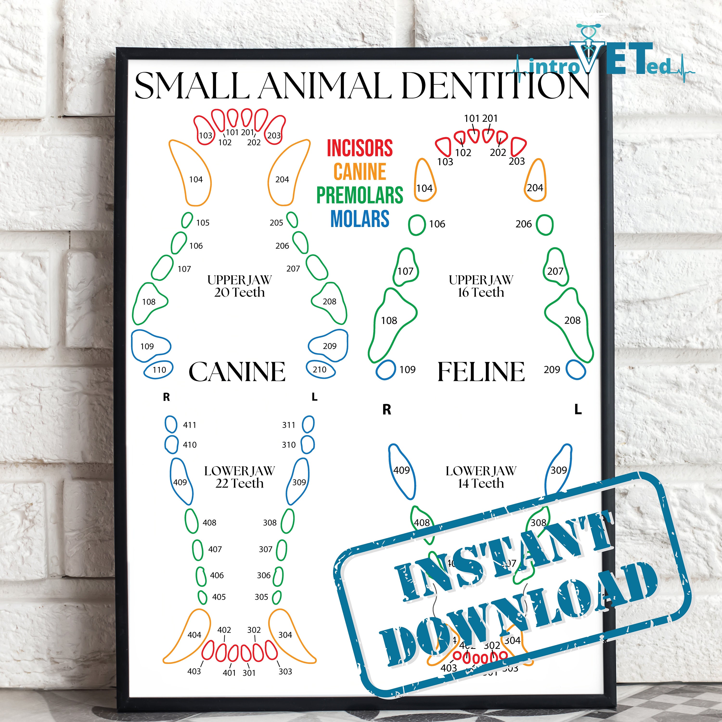 Small Animal Dentition Printable,Small Animal Dentition Digital Download,Canine Dental Chart,Feline Dental Chart,Vet Tech Printable,Vet Art