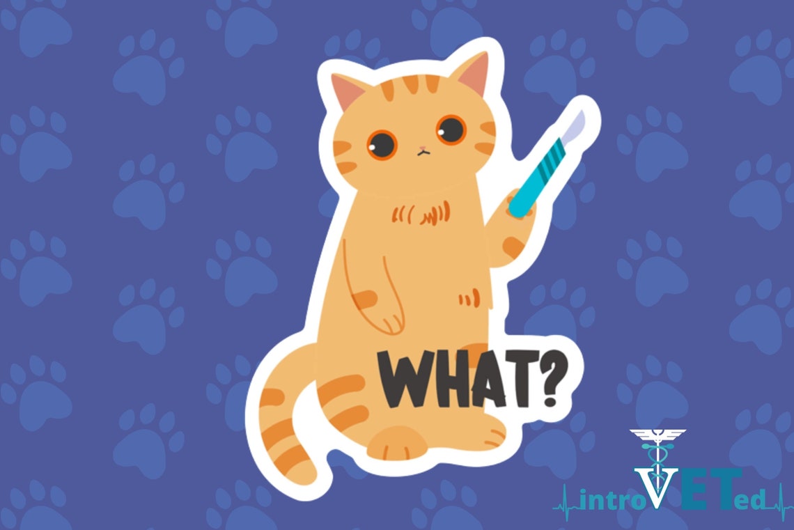What? Cat Sticker,veterinarian Sticker,vet Sticker,cat Sticker,surgeon ...