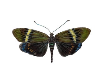 Scientific Illustration Print, Moth Art, Printable Wall Art