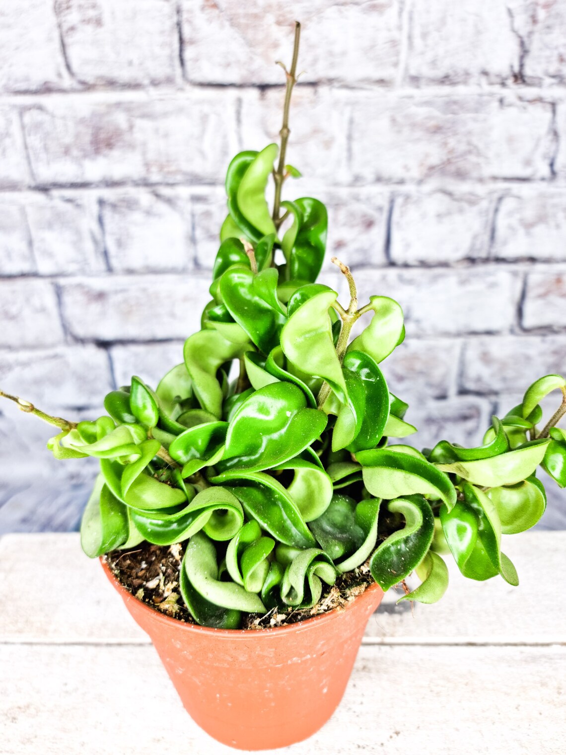 Hoya Compacta Wax Plant 12 cm pot Indoor House Plant Etsy