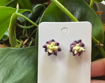Sukkulenten Ohrstecker