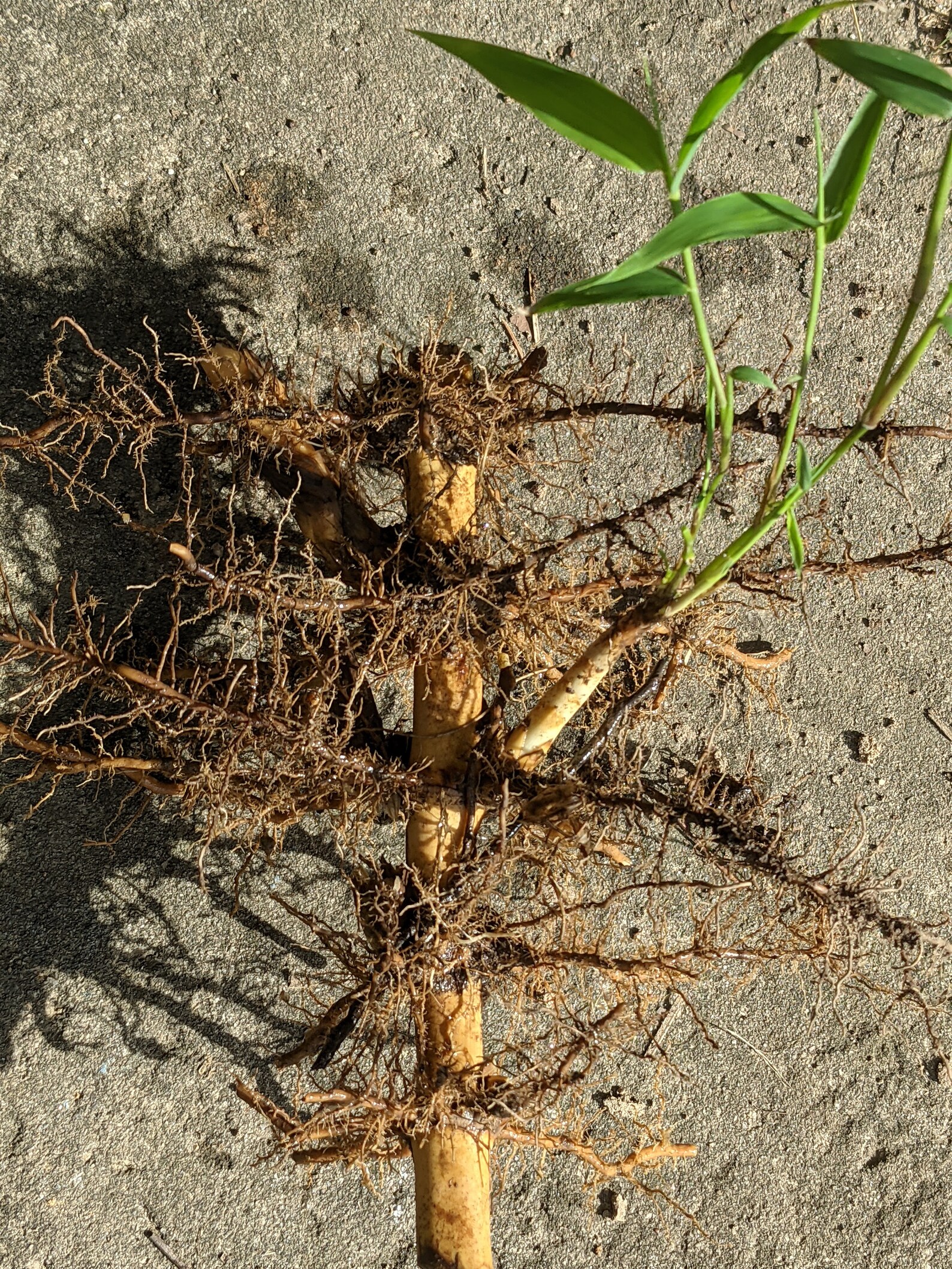 Live Bamboo rhizome and cane. Etsy